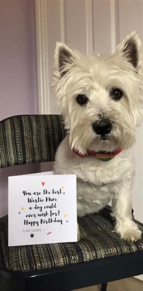 westie birthday|happy birthday westie dog images.